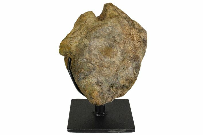 Ankylosaur (Zuul) Vertebra with Stand - Judith River Formation #148800